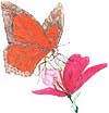 Monarch butterfly illustration.